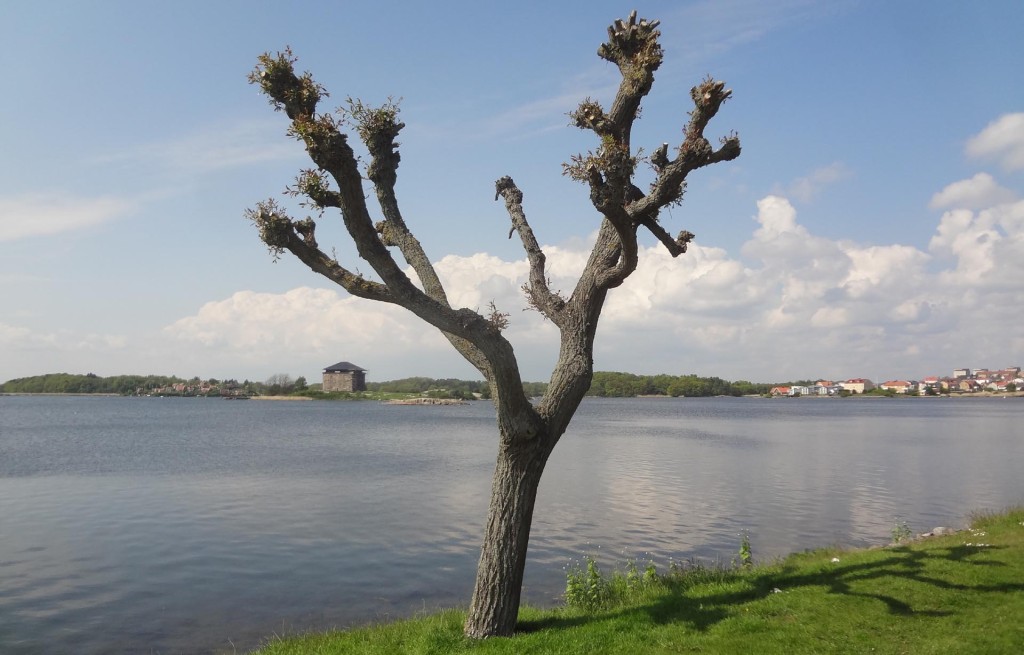 Vackert träd vid Borgmästarefjärden