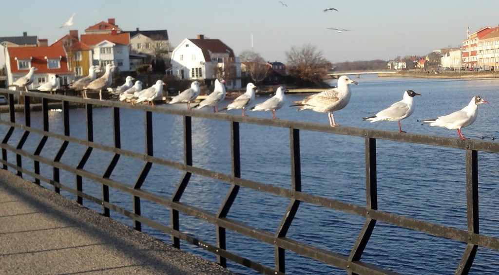 Karlskrona Fågelmatarförening